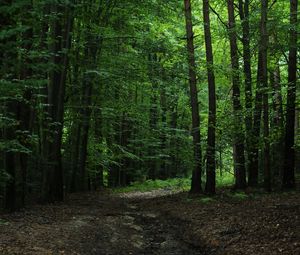 Preview wallpaper forest, green, trees, leaves