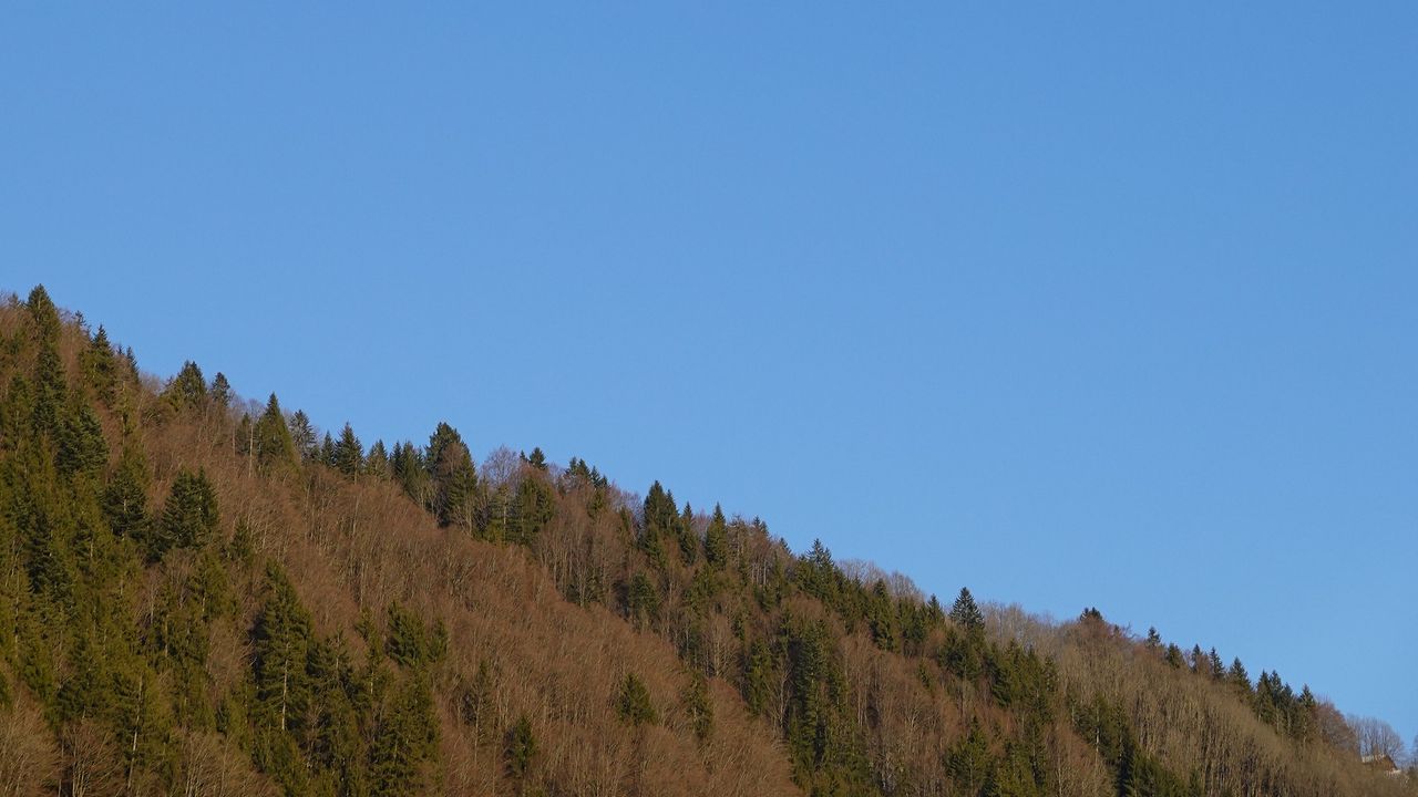 Wallpaper forest, hill, moon, minimalism, nature