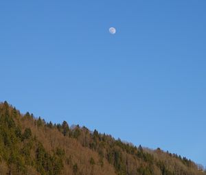 Preview wallpaper forest, hill, moon, minimalism, nature