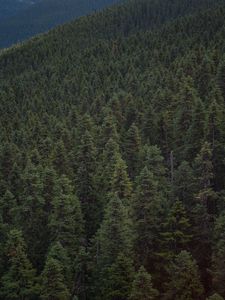 Preview wallpaper forest, hill, whistler, canada