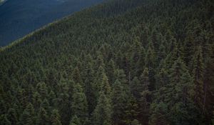 Preview wallpaper forest, hill, whistler, canada