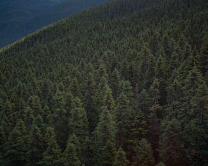 Preview wallpaper forest, hill, whistler, canada