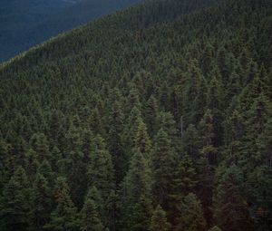 Preview wallpaper forest, hill, whistler, canada