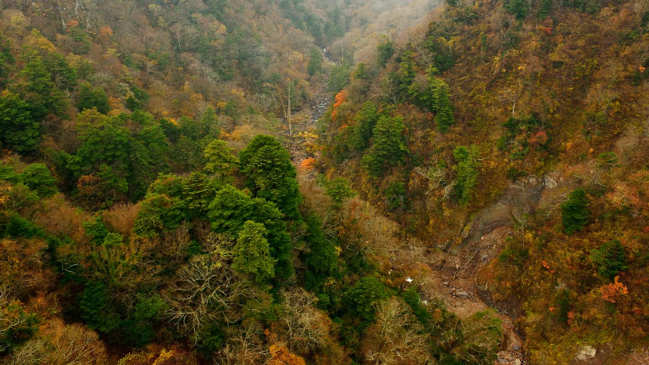 Wallpaper forest, hillside, trees, mountain