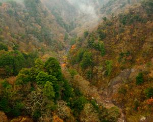 Preview wallpaper forest, hillside, trees, mountain