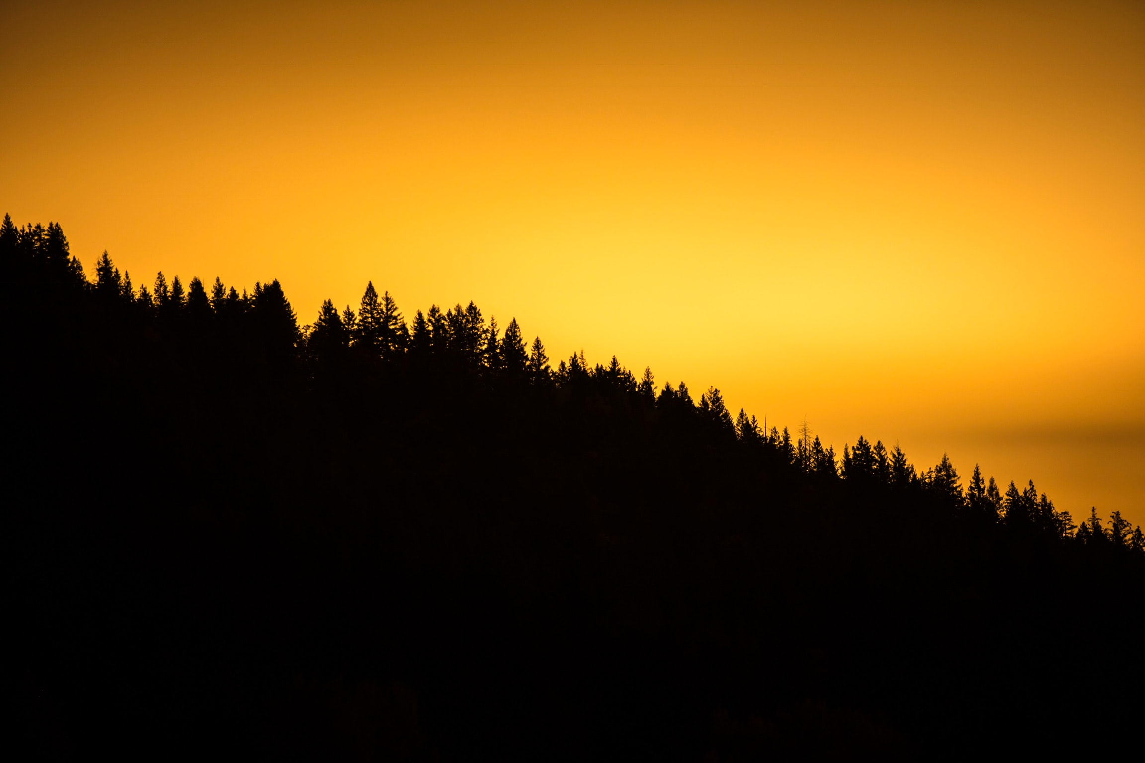 Download wallpaper 2304x1536 forest, horizon, sunset, silhouette hd ...