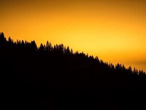 Preview wallpaper forest, horizon, sunset, silhouette