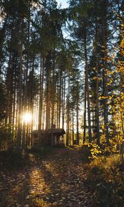 Preview wallpaper forest, house, loneliness, comfort, nature, trees