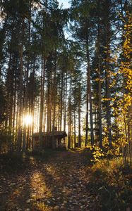 Preview wallpaper forest, house, loneliness, comfort, nature, trees