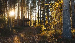 Preview wallpaper forest, house, loneliness, comfort, nature, trees