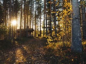 Preview wallpaper forest, house, loneliness, comfort, nature, trees