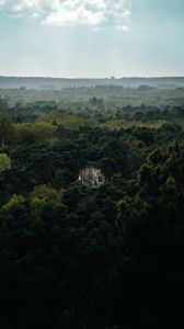 Preview wallpaper forest, house, lonely, aerial view, trees, nature