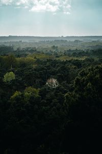 Preview wallpaper forest, house, lonely, aerial view, trees, nature