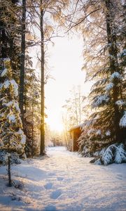 Preview wallpaper forest, house, snow, winter, sunlight