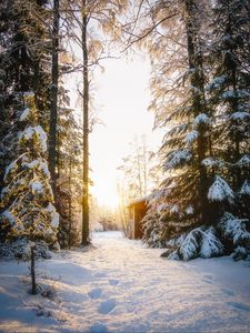 Preview wallpaper forest, house, snow, winter, sunlight