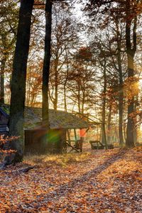 Preview wallpaper forest, house, trees, autumn, light, october, falling leaves