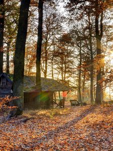 Preview wallpaper forest, house, trees, autumn, light, october, falling leaves