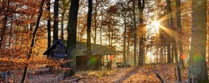 Preview wallpaper forest, house, trees, autumn, light, october, falling leaves