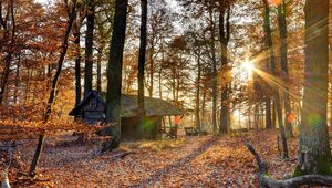 Preview wallpaper forest, house, trees, autumn, light, october, falling leaves