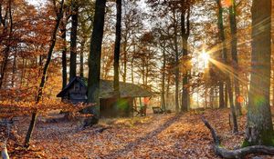 Preview wallpaper forest, house, trees, autumn, light, october, falling leaves