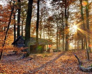 Preview wallpaper forest, house, trees, autumn, light, october, falling leaves