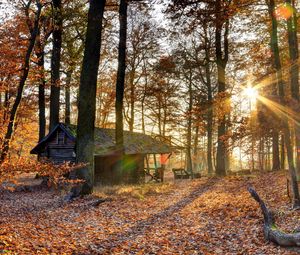 Preview wallpaper forest, house, trees, autumn, light, october, falling leaves