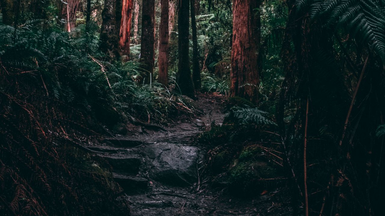 Wallpaper forest, jungle, path, trees, fern, tropics