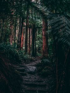 Preview wallpaper forest, jungle, path, trees, fern, tropics