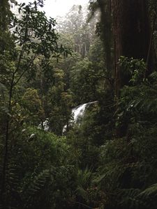 Preview wallpaper forest, jungle, waterfall, trees, bushes