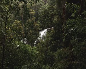 Preview wallpaper forest, jungle, waterfall, trees, bushes