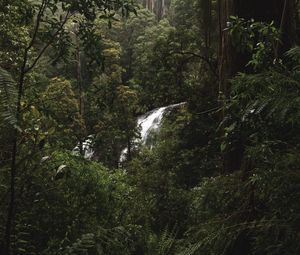 Preview wallpaper forest, jungle, waterfall, trees, bushes