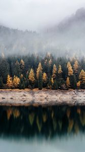 Preview wallpaper forest, lake, fog, reflection, nature, silence