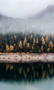 Preview wallpaper forest, lake, fog, reflection, nature, silence