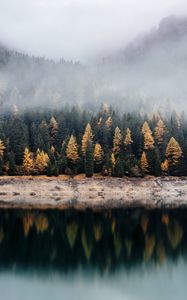 Preview wallpaper forest, lake, fog, reflection, nature, silence