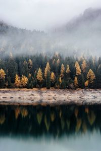 Preview wallpaper forest, lake, fog, reflection, nature, silence