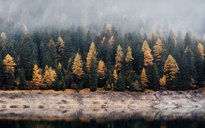 Preview wallpaper forest, lake, fog, reflection, nature, silence