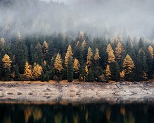 Preview wallpaper forest, lake, fog, reflection, nature, silence