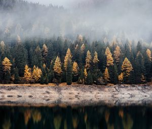 Preview wallpaper forest, lake, fog, reflection, nature, silence