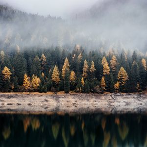 Preview wallpaper forest, lake, fog, reflection, nature, silence