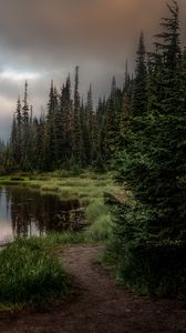 Preview wallpaper forest, lake, grass, spruce