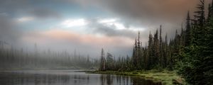 Preview wallpaper forest, lake, grass, spruce