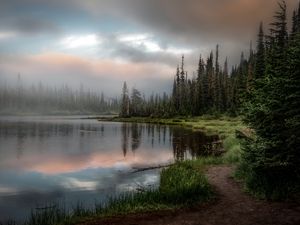 Preview wallpaper forest, lake, grass, spruce