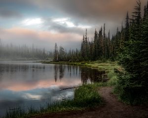 Preview wallpaper forest, lake, grass, spruce