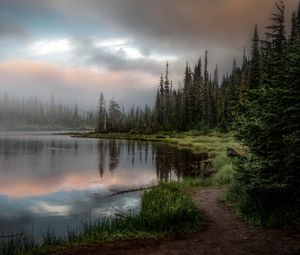 Preview wallpaper forest, lake, grass, spruce