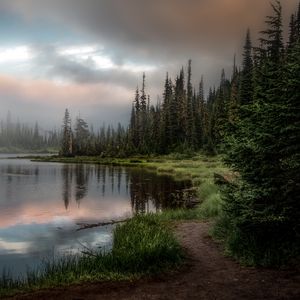 Preview wallpaper forest, lake, grass, spruce