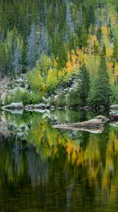Preview wallpaper forest, lake, reflection, trees
