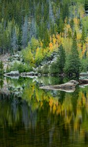 Preview wallpaper forest, lake, reflection, trees