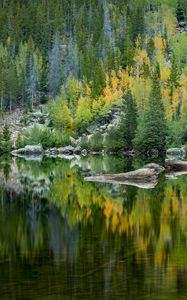Preview wallpaper forest, lake, reflection, trees