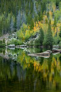 Preview wallpaper forest, lake, reflection, trees