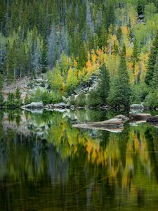 Preview wallpaper forest, lake, reflection, trees